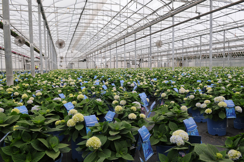 greenhouse flowers