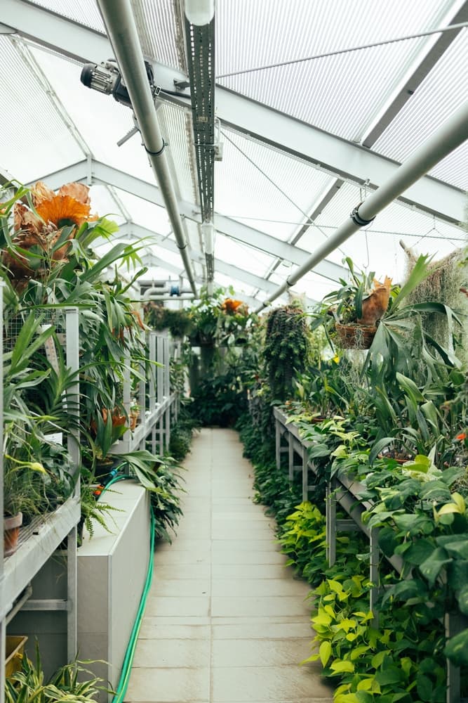 Commercial glass greenhouse with flower crops inside.