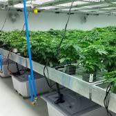 marijuana, cannabis commercial indoor grow, cannabis benches