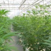 marijuana, cannabis commercial greenhouse grow