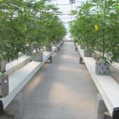 marijuana, cannabis commercial greenhouse grow