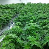 marijuana, cannabis commercial indoor grow, cannabis benches