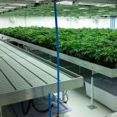 marijuana, cannabis commercial indoor grow, cannabis benches